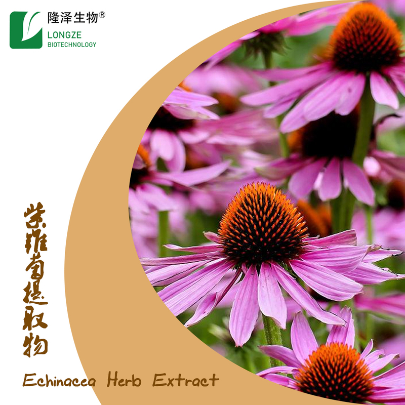 Echinacea Extract 100% Natural Plant Extracted Cichoric Acid Powder
